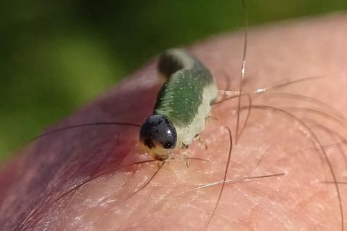 Réf. 293 981 : Emphytus sp.